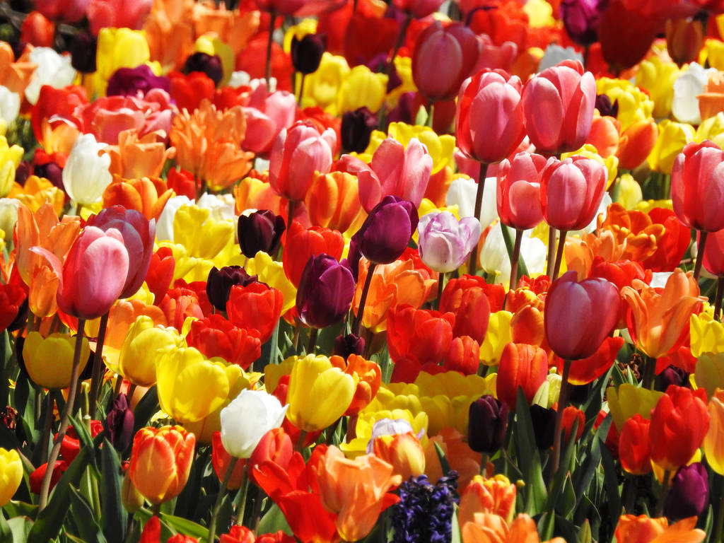 colored_tulips